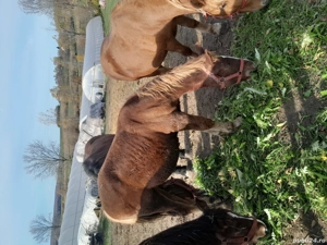 Cai de vinzare - imagine 3