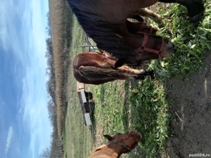 Cai de vinzare - imagine 5