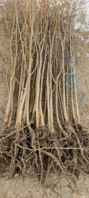 puieți de Tei diferite soiuri pentru curți sau grădină 