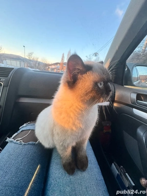 Motan scoottish straight - imagine 3