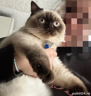 Motan scoottish straight