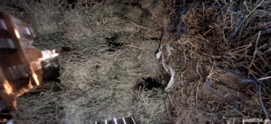 baloții lucernă  - imagine 2