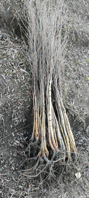 puieți de mesteacăn alb înălțime 2 metri 