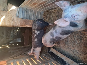 vand purcei de casa  - imagine 4