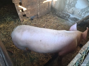 vand purcei de casa  - imagine 2