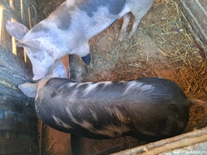 vand purcei de casa  - imagine 3