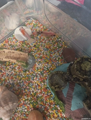 Pești goldfish de câteva luni