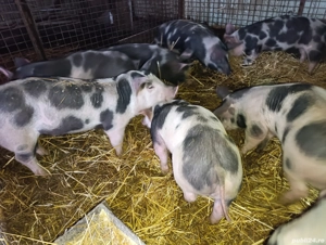 Vand purcei rasa Pietran cu varsta 3 luni aprox 35 kg