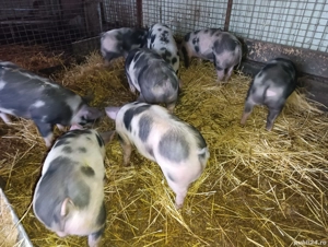 Vand purcei rasa Pietran cu varsta 3 luni aprox 35 kg - imagine 2