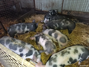 Vand purcei rasa Pietran cu varsta 3 luni aprox 35 kg - imagine 4