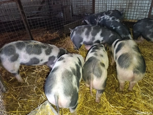 Vand purcei rasa Pietran cu varsta 3 luni aprox 35 kg - imagine 5