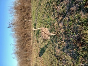 Vând pui strut - imagine 2