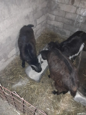 Vând 2 capre gestante si un țap