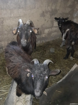 Vând 2 capre gestante si un țap - imagine 3