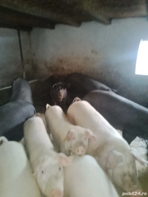 vând  porci - imagine 2