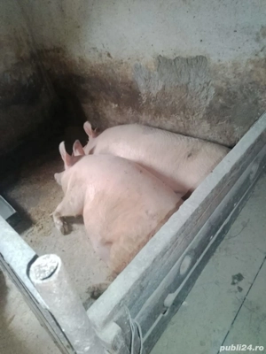 vând  porci - imagine 4