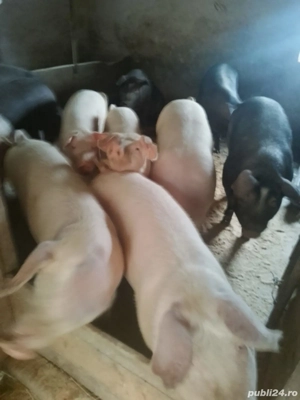 vând  porci