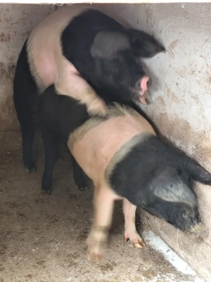 Purcei Bazna  - imagine 3