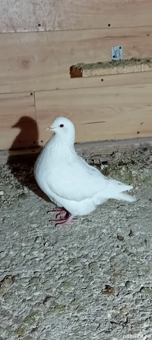 Vând Texan și Hubble  - imagine 2