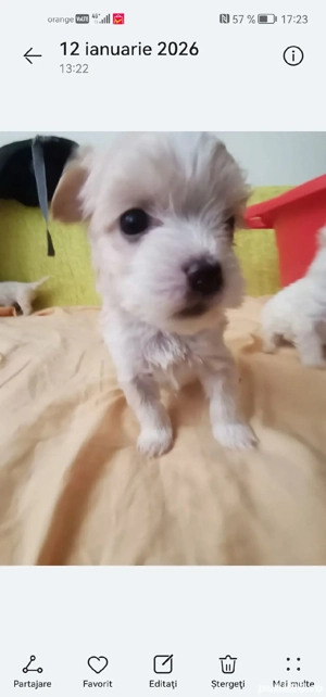 Căței Bichon  - imagine 3