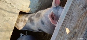 Porc de vanzare rasa de carne pietran . - imagine 3