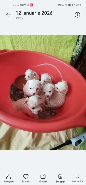 Căței Bichon  - imagine 2