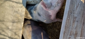 Porc de vanzare rasa de carne pietran . - imagine 2