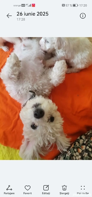 Căței Bichon  - imagine 4