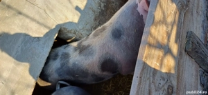 Porc de vanzare rasa de carne pietran . - imagine 4