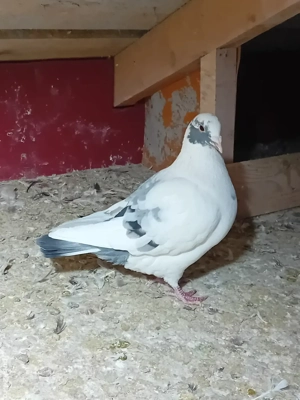 Vând Texan și Hubble  - imagine 3