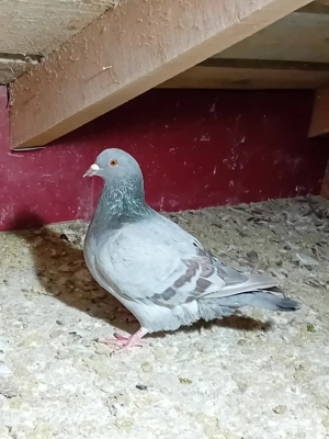 Vând Texan și Hubble  - imagine 4