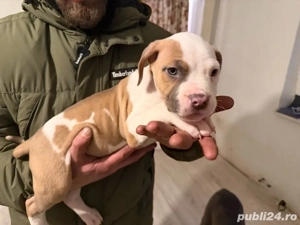  American Staffordshire Terrier - imagine 5