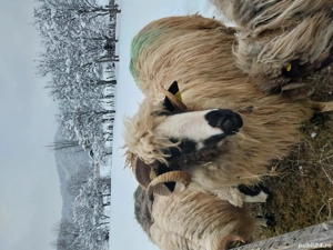 Mior de vânzare  - imagine 3