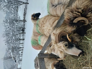 Mior de vânzare  - imagine 2