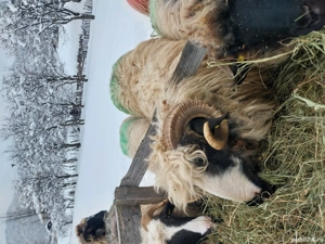 Mior de vânzare  - imagine 4