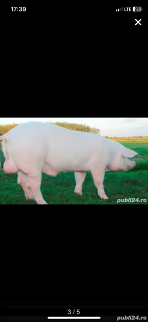 Monte artificiale la scroafe si scrofite  - imagine 3