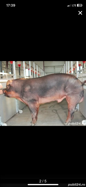 Monte artificiale la scroafe si scrofite  - imagine 4