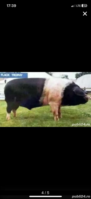 Monte artificiale la scroafe si scrofite  - imagine 2