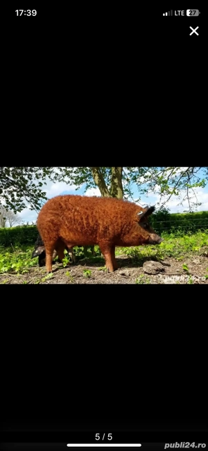 Monte artificiale la scroafe si scrofite  - imagine 5