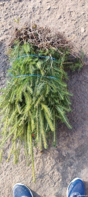 puieți de molid pentru replantare  - imagine 2