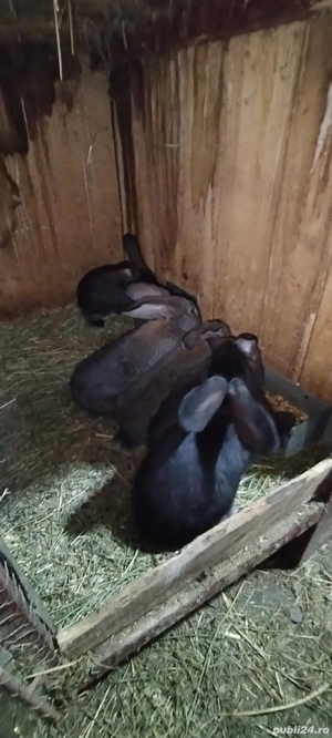 iepurași de vânzare  - imagine 2