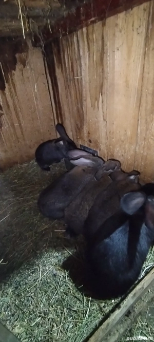 iepurași de vânzare  - imagine 3