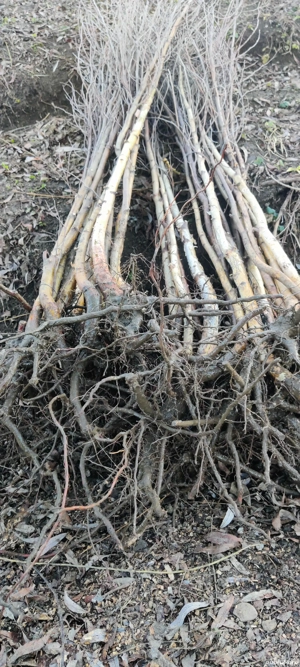 mesteacăn alb înălțime 2 metri 