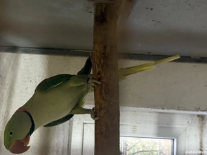 Vând Marele Alexander matur