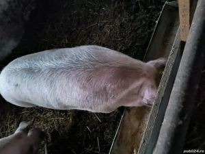 vând scroafă gestantă - imagine 2