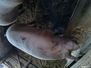 vând scroafă gestantă