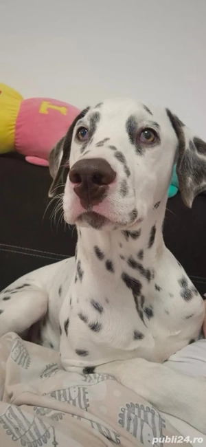 Dalmatian 6 luni