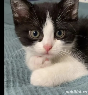 Siberiană de pădure 