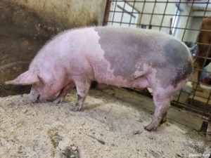 Purcică pentru reproductie sau sacrificare 