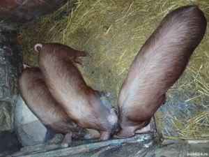 Rasă petrian cu duroc 